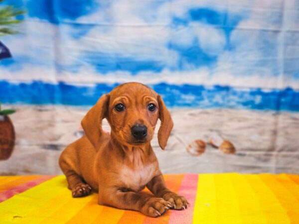 [#13014] Red Male Dachshund Puppies for Sale