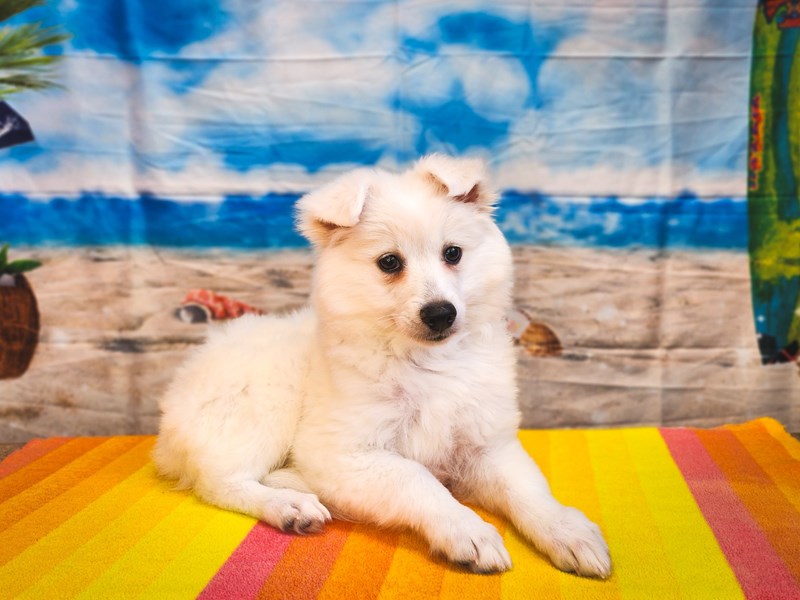 American Eskimo - 13019 Image #1