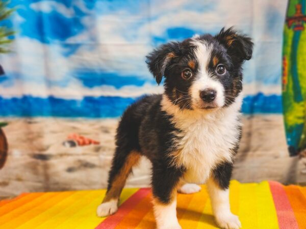[#13030] Black White and Brown Male Miniature Australian Shepherd Puppies for Sale