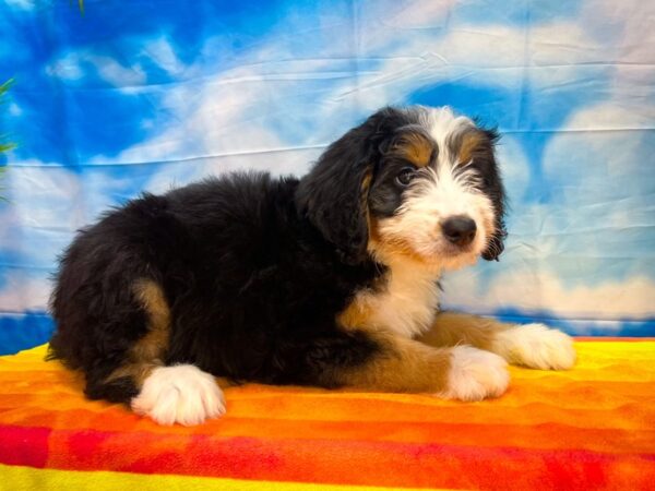 [#13051] Tri Color Female Miniature Bernedoodle Puppies for Sale