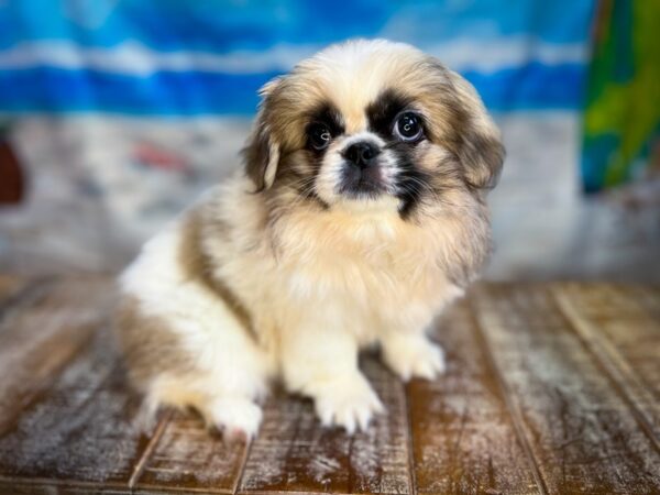 [#13046] Fawn Sable Female Pekingese Puppies for Sale