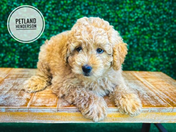 [#13068] Apricot Male Goldendoodle Mini 2nd Gen Puppies for Sale