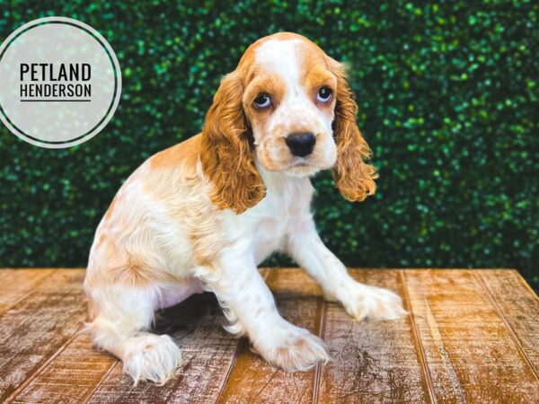 [#13059] Buff and White Female Cocker Spaniel Puppies for Sale