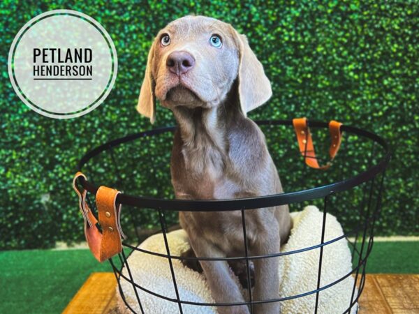 [#13078] Silver Female Labrador Retriever Puppies for Sale