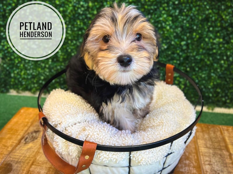Morkie - 13076 Image #1