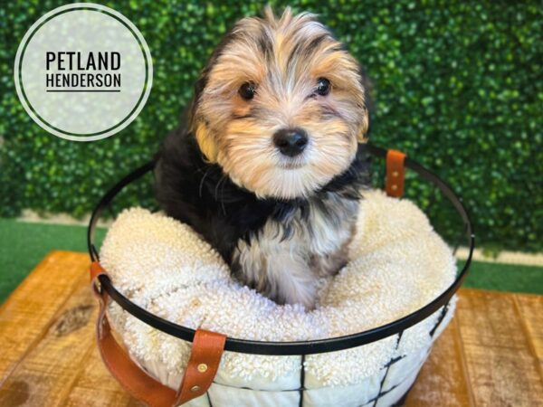 [#13076] Black / Tan Male Morkie Puppies for Sale