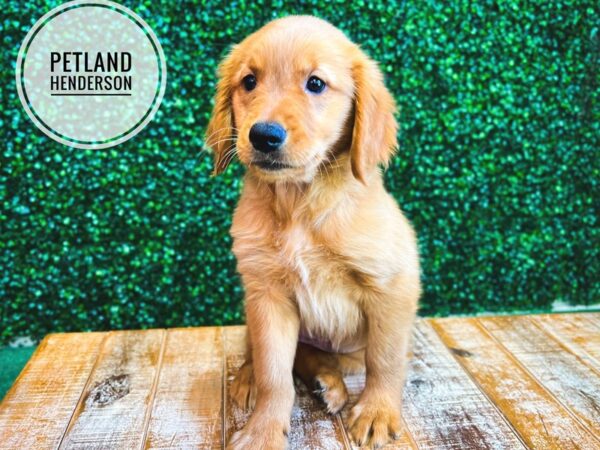 [#13070] Golden Female Golden Retriever Puppies for Sale