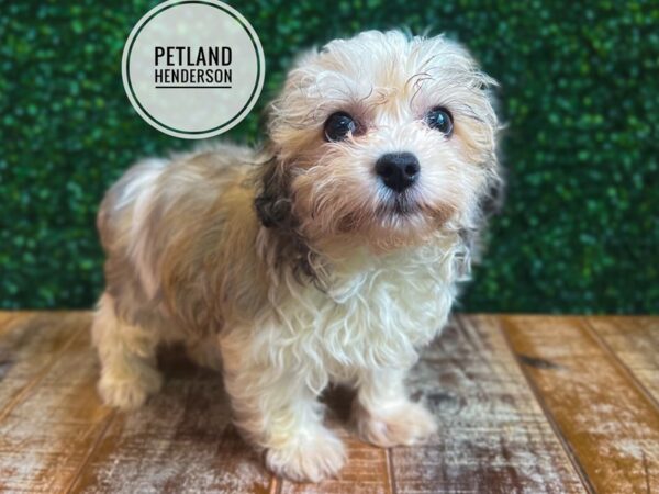 [#13088] Fawn Sable Male Havanese Puppies for Sale