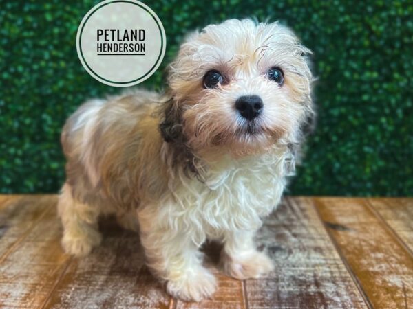 [#13088] Fawn Sable Male Havanese Puppies for Sale