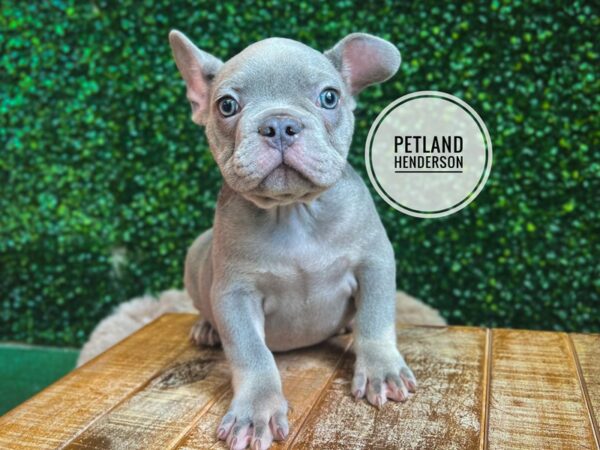 [#13087] Blue / Tan Male French Bulldog Puppies for Sale