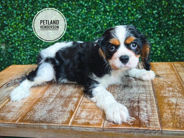 [#13081] Black and Tan Male Cavalier King Charles Spaniel Puppies for Sale