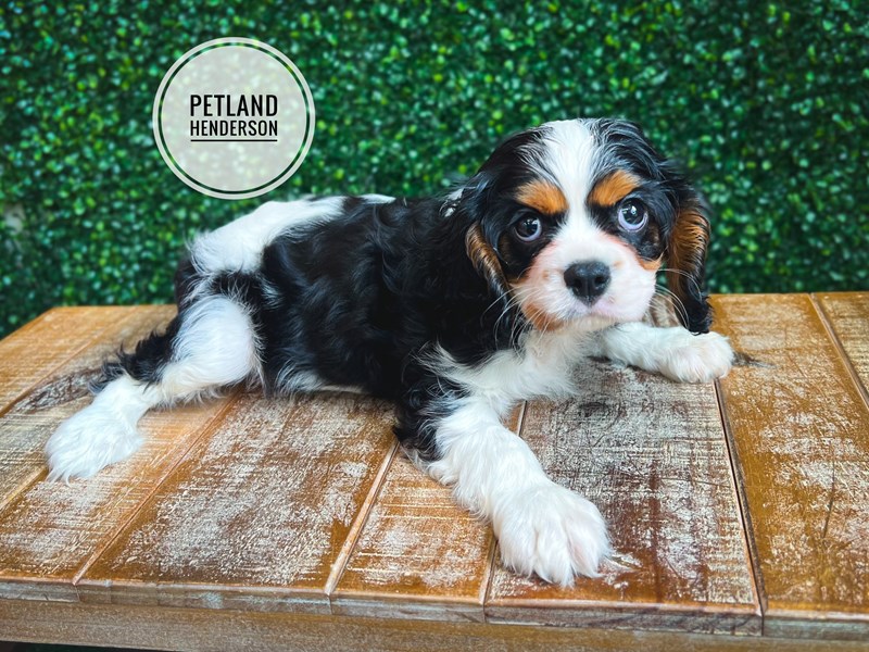 Cavalier King Charles Spaniel - 13081 Image #1