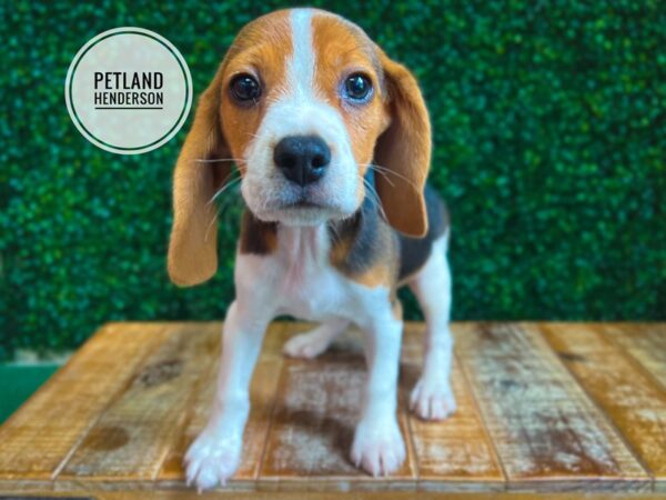 [#13080] Black Tan and White Male Beagle Puppies for Sale