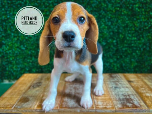 [#13080] Black Tan and White Male Beagle Puppies for Sale