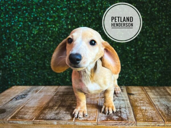 [#13110] Cream Female Dachshund Puppies for Sale