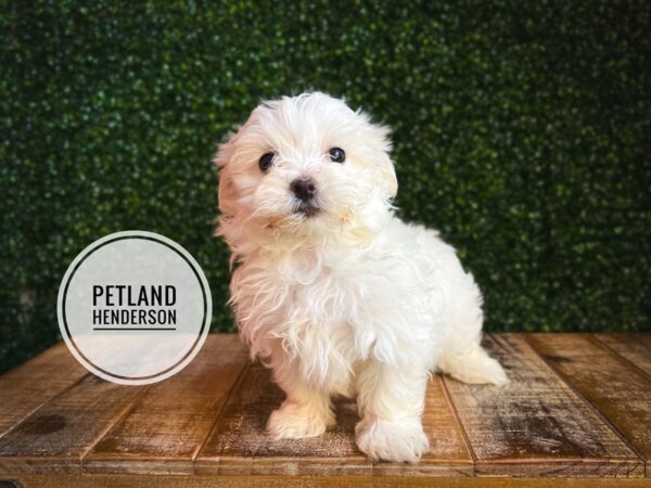 [#13107] White Female Maltese Puppies for Sale