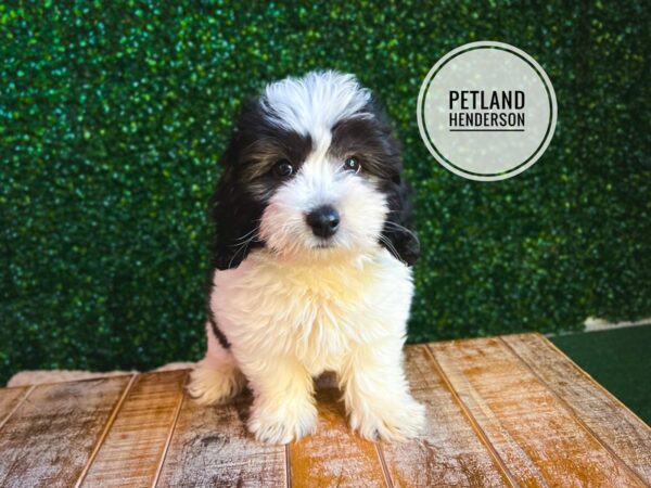 [#13105] Black / White Male Havachon Puppies for Sale