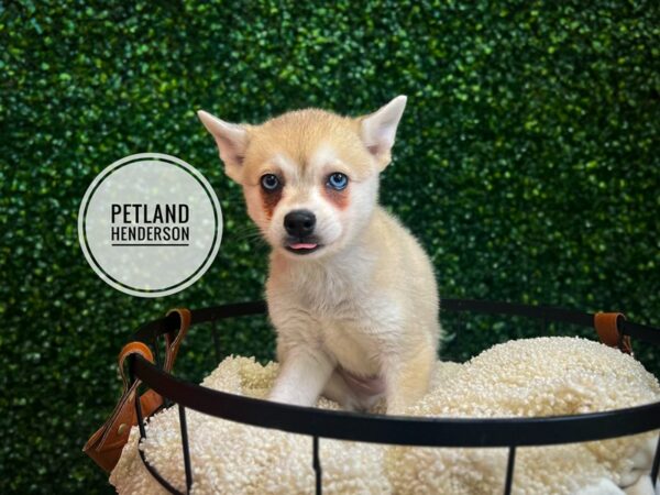 [#13104] Gray / White Male Alaskan Klee Kai Puppies for Sale