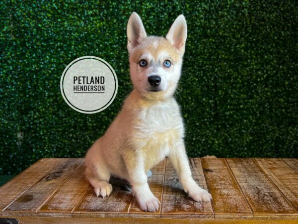 [#13103] Fawn / White Male Alaskan Klee Kai Puppies for Sale