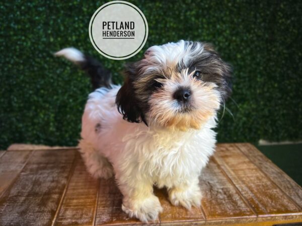 [#13102] Black White / Tan Male Shih Tzu Puppies for Sale