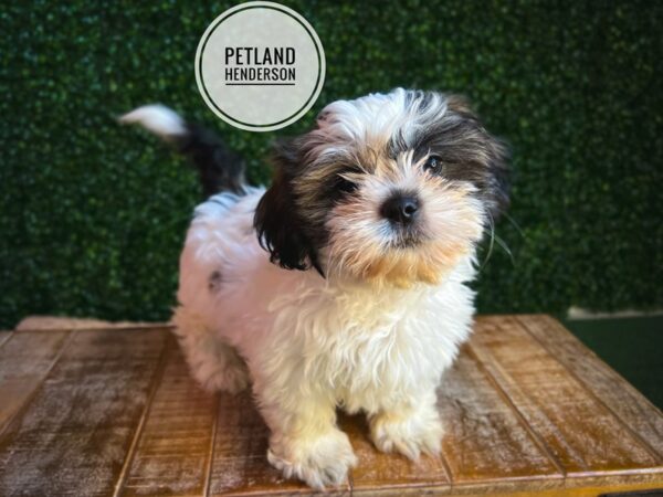 [#13102] Black White / Tan Male Shih Tzu Puppies for Sale