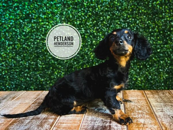 [#13101] Black / Tan Female Dachshund Puppies for Sale