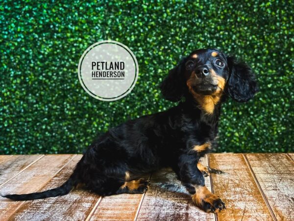[#13101] Black / Tan Female Dachshund Puppies for Sale