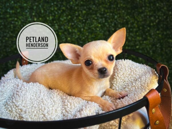 [#13100] Cream Female Chihuahua Puppies for Sale