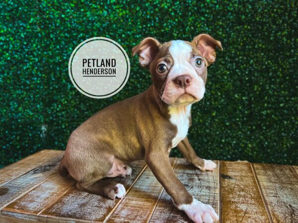 [#13099] Seal / White Male Boston Terrier Puppies for Sale