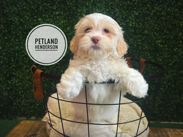 [#13097] Cream Female Teddy Bear Puppies for Sale