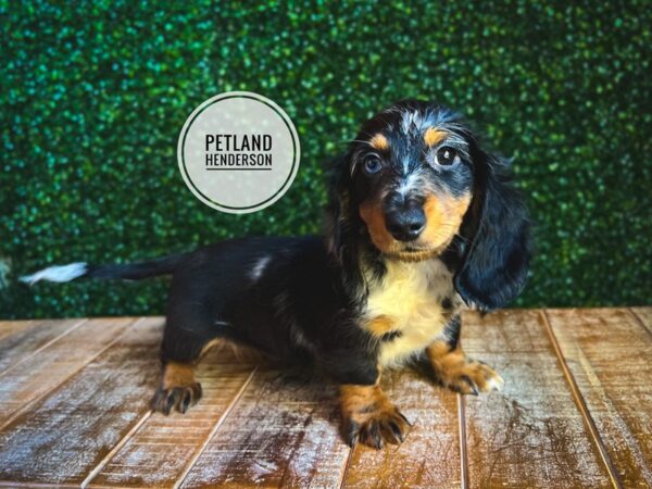 [#13109] Blue / Tan Male Dachshund Puppies for Sale