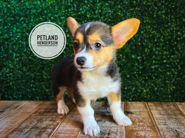 [#13096] Black and Tan Female Pembroke Welsh Corgi Puppies for Sale
