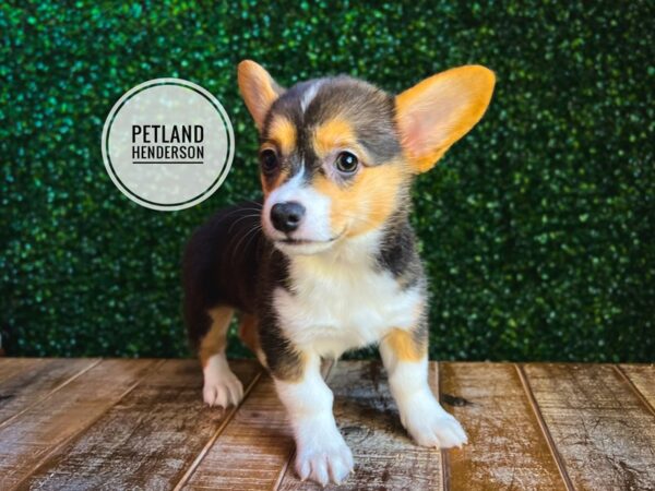 [#13096] Black and Tan Female Pembroke Welsh Corgi Puppies for Sale