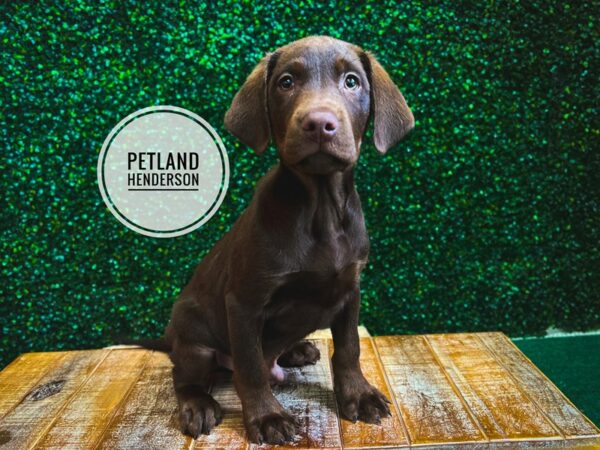 [#13095] Chocolate Male Labrador Retriever Puppies for Sale