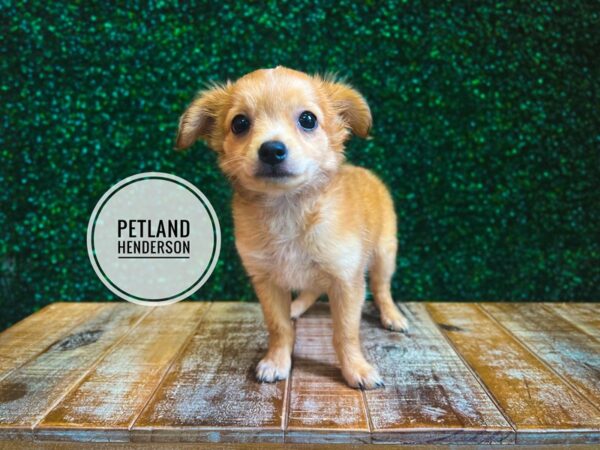 [#13094] Fawn Male Chihuahua Puppies for Sale