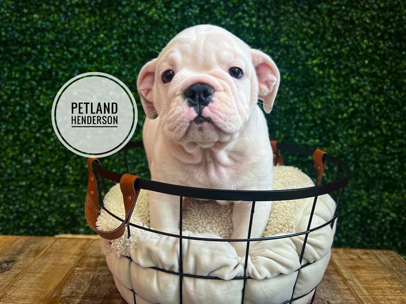 English Bulldog - 13093 Image #1