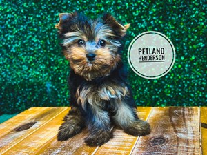 [#232797-03] Black / Tan F Yorkshire Terrier Puppies For Sale