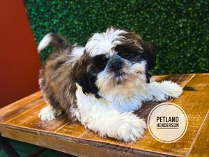 [#232820-01] Sable / White M Shih Tzu Puppies For Sale