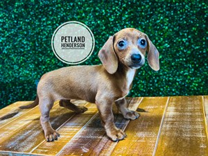 [#231597-03] Chocolate F Dachshund Puppies For Sale