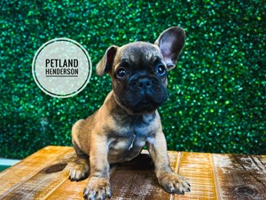 [#232774-03] Fawn M French Bulldog Puppies For Sale