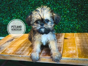 [#232769-02] Black / Tan M Brussels Griffon Puppies For Sale