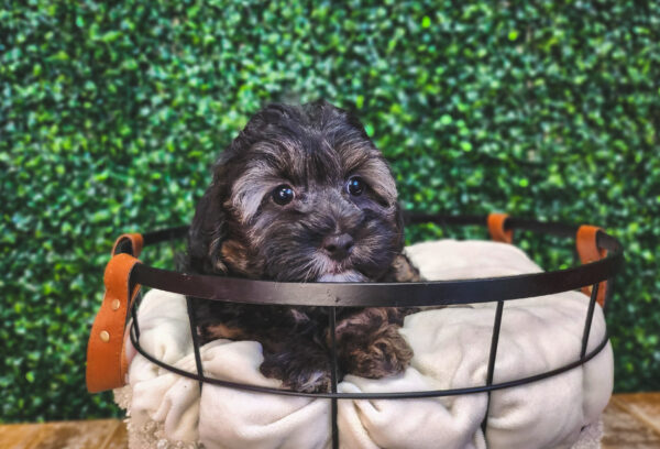 [#233019-05] Tri-Colored F Yorkiepoo Puppies For Sale