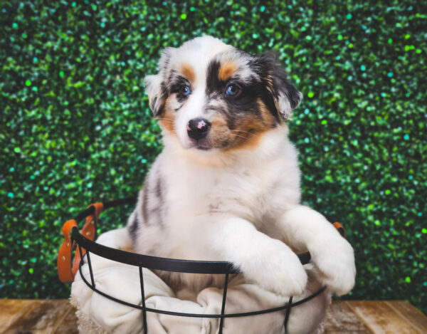 [#233142-08] Blue Merle F Australian Shepherd Puppies For Sale