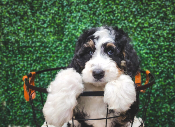 [#233140-05] Black / White M Bernedoodle Puppies For Sale