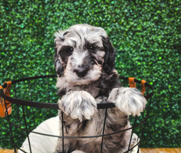 [#233139-03] Blue Merle M Goldendoodle Puppies For Sale