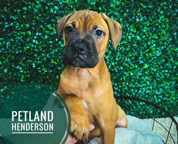 [#233049-07] Red Fawn F Bullmastiff Puppies For Sale