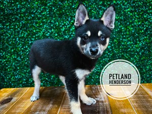 [#232972-02] Black / White F Alaskan Klee Kai Puppies For Sale