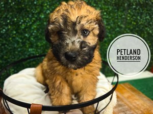 [#233141-05] Wheaten F Soft Coated Wheaten Terrier Puppies For Sale