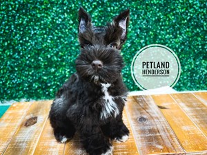 [#233071-03] Chocolate M Miniature Schnauzer Puppies For Sale