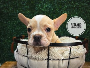 [#232982-04] Cream M French Bulldog Puppies For Sale